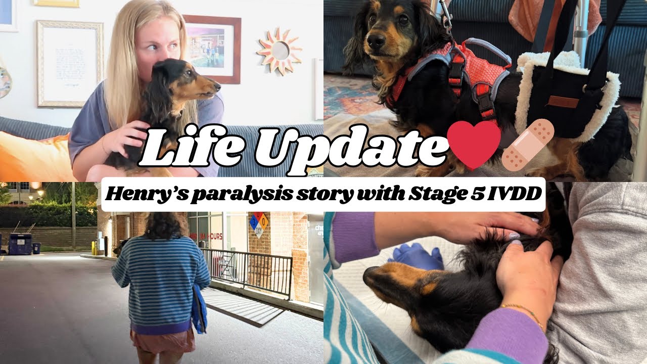 LIFE UPDATE: OUR DOG IS PARALYZED (Henry's paralysis story with Stage 5 IVDD)