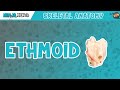 Ethmoid Bone Anatomy