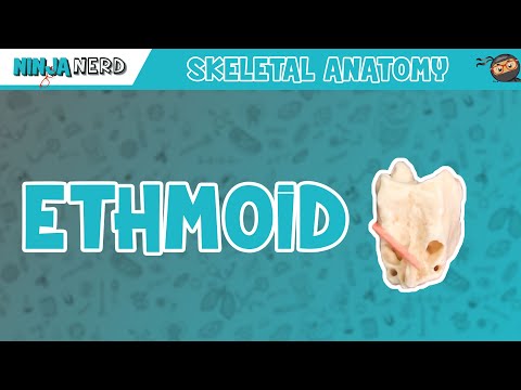 Video: Ethmoid Sinus Anatoomia, Funktsioon Ja Diagramm - Kehakaardid