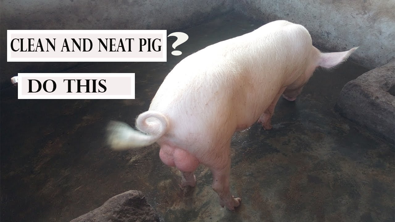 How to keep your pig pen clean in 2023 / How to make no smell pig pen ...
