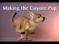 Making the Coyote Pup --Wool Sculpture
