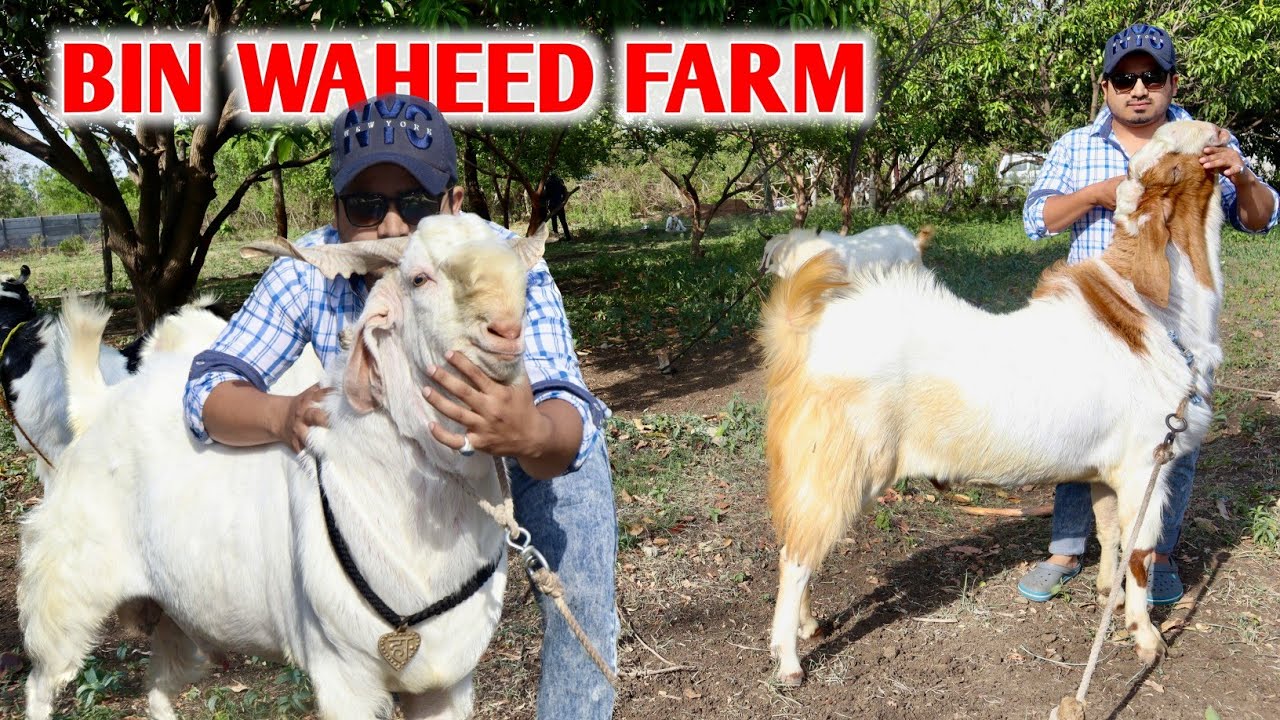 Waheed Shah Riar Farm Nayaab Full Quality Wala Maal At Bin Waheed Farm - YouTube
