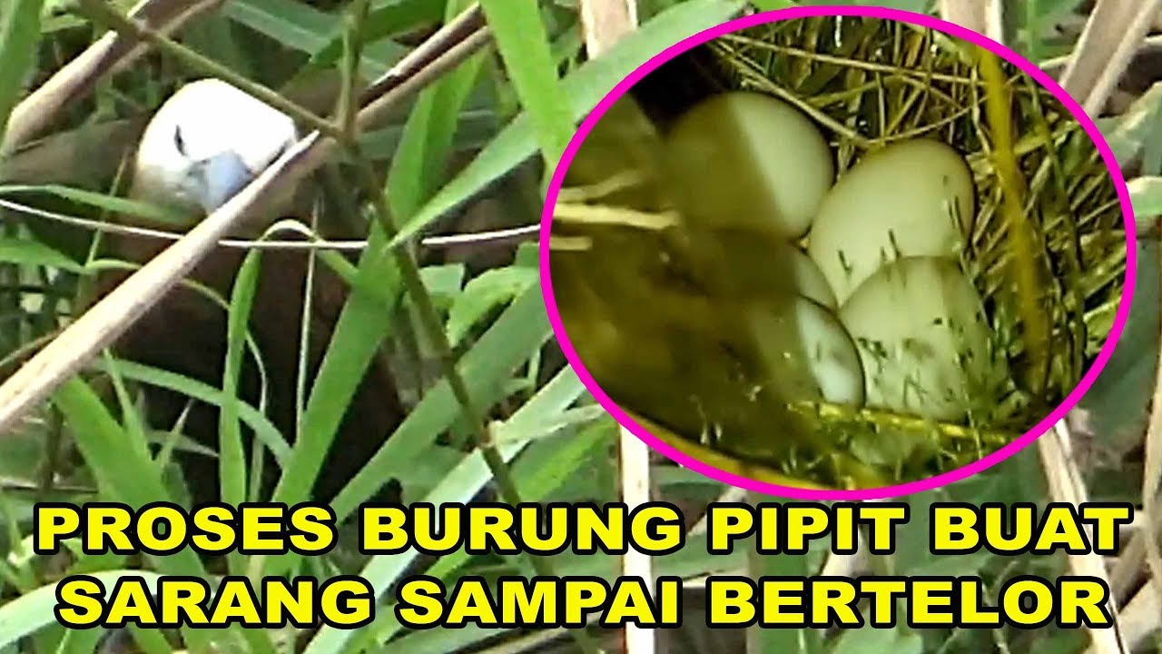 Burung Pipit Bondol Haji Pi It Haji Di Alam Buat Sarang By