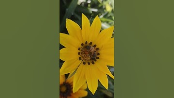 سبحان الله .الآيات الأولى من سورة النحل بصوت الشيخ عبد الرحمن السديس