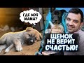 Щенков подбросили к мечети в коробке. Щенок с аномалией улетает в Европу на ПМЖ.