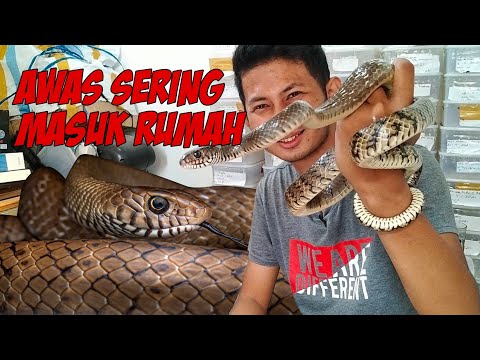 Video: Apakah ular tikus itu berbisa?