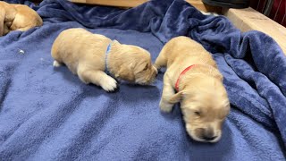 Puppies &amp; Riley Update