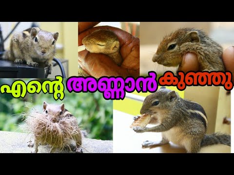 എന്റെ അണ്ണാൻ കുഞ്ഞിനെ കാണണോ?|My Squirrel Kuttoos|Squirrel Rescue Part-3|G TECH MAKER CREATION