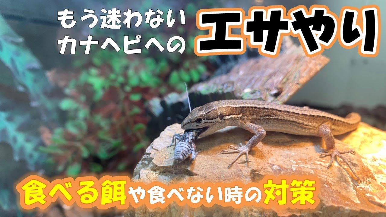 アクアプラント レオパ玉 【公式通販】