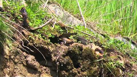 Cliff Swallows...collecting mud for nest building