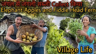 जंगल से जंगली सब्जी Collect किया || Elephant Apples and Fiddle Head Ferns || Village Lifestyle