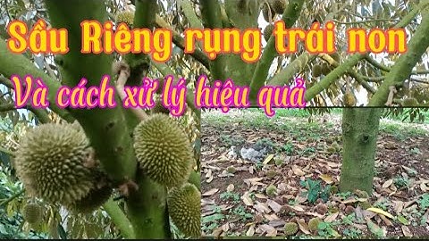 Lý Do Cây Sầu Riêng Rụng Trái Non Và Cách Xử Lý Hiệu Quả