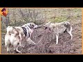 Top 60 Moments Wolves And Dogs Face Each Other!