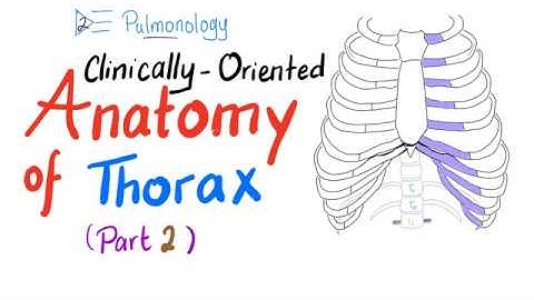 Clinically-Oriented Anatomy of the Thorax (Part 2)
