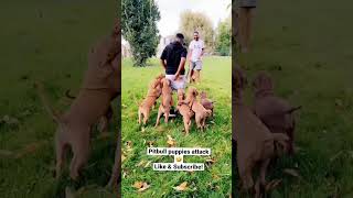 Crazy Pitbull puppies bite man in the butt! LOL!