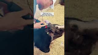 Clipping Pigs