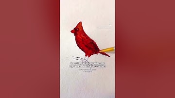 See the comments to learn more! #shorts #animallovers #cardinals