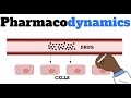 Pharmacodynamics MADE EASY FOR BEGINNERS