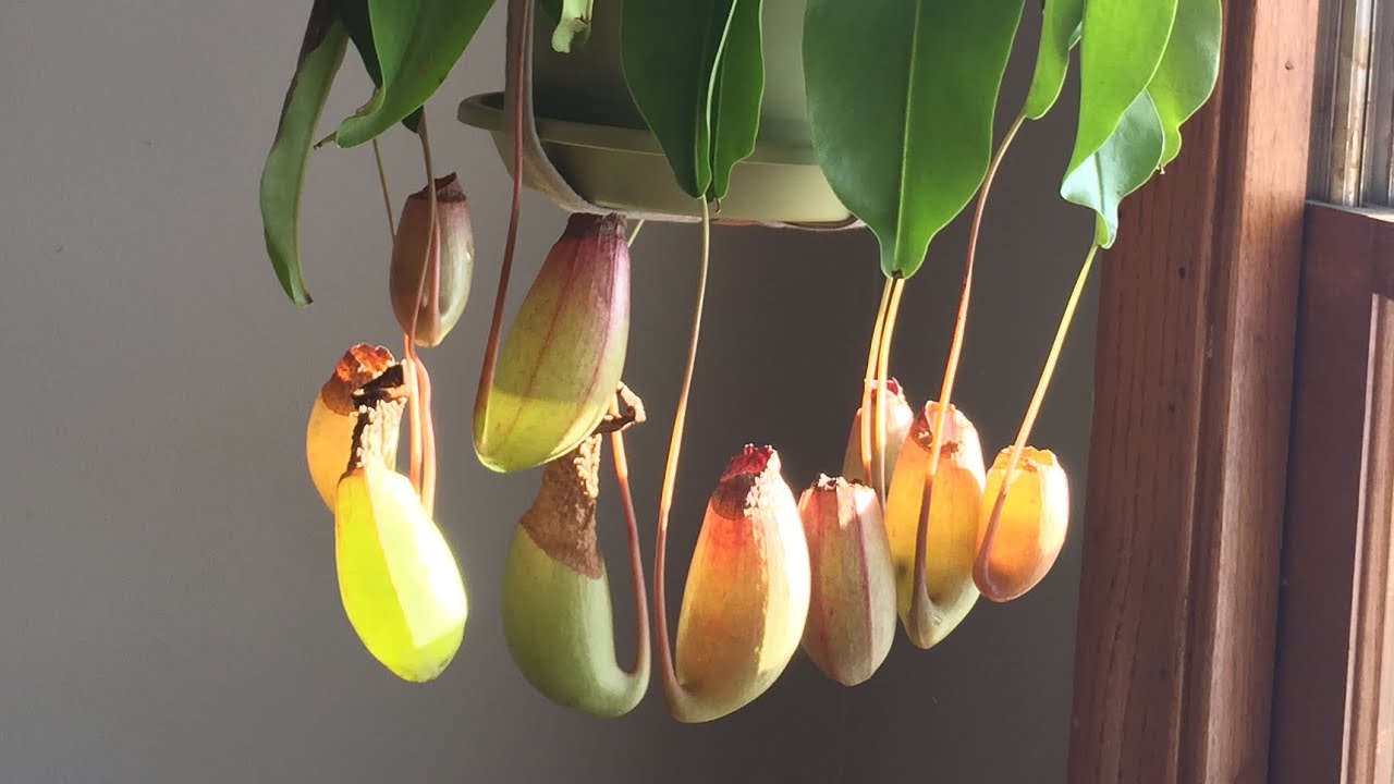 Download Carnivorous Plant Fly Trap Plants PNG