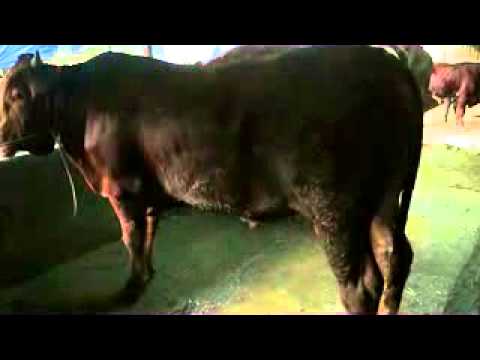 Sapi Kurban Cipelang farm 2014 id : B2 R45 - YouTube