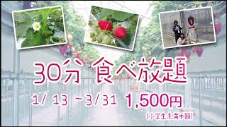 19年度いちご狩り和田観光苺組合cm 相馬市 Youtube 19年度いちご狩り和田観光苺組合cm 相馬市 Youtube