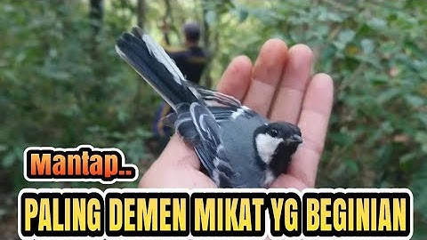 mikat burung gelatik batu, pake suara mp3 ribut lihat hasilnya‼️