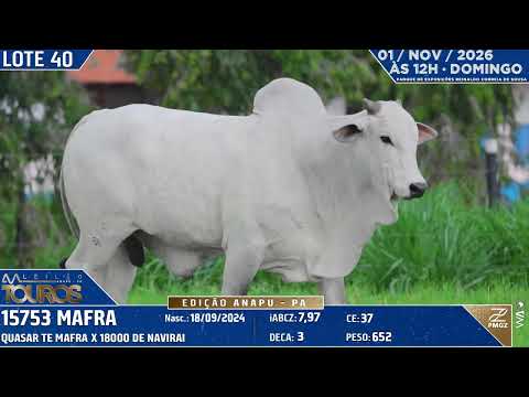 LOTE 40