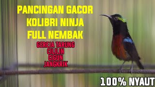 PANCINGAN KOLIBRI NINJA FULL ISIAN CILILIN GEREJA TARUNG JANGKRIK CIGUN 100% AMPUH BIKIN GACOR