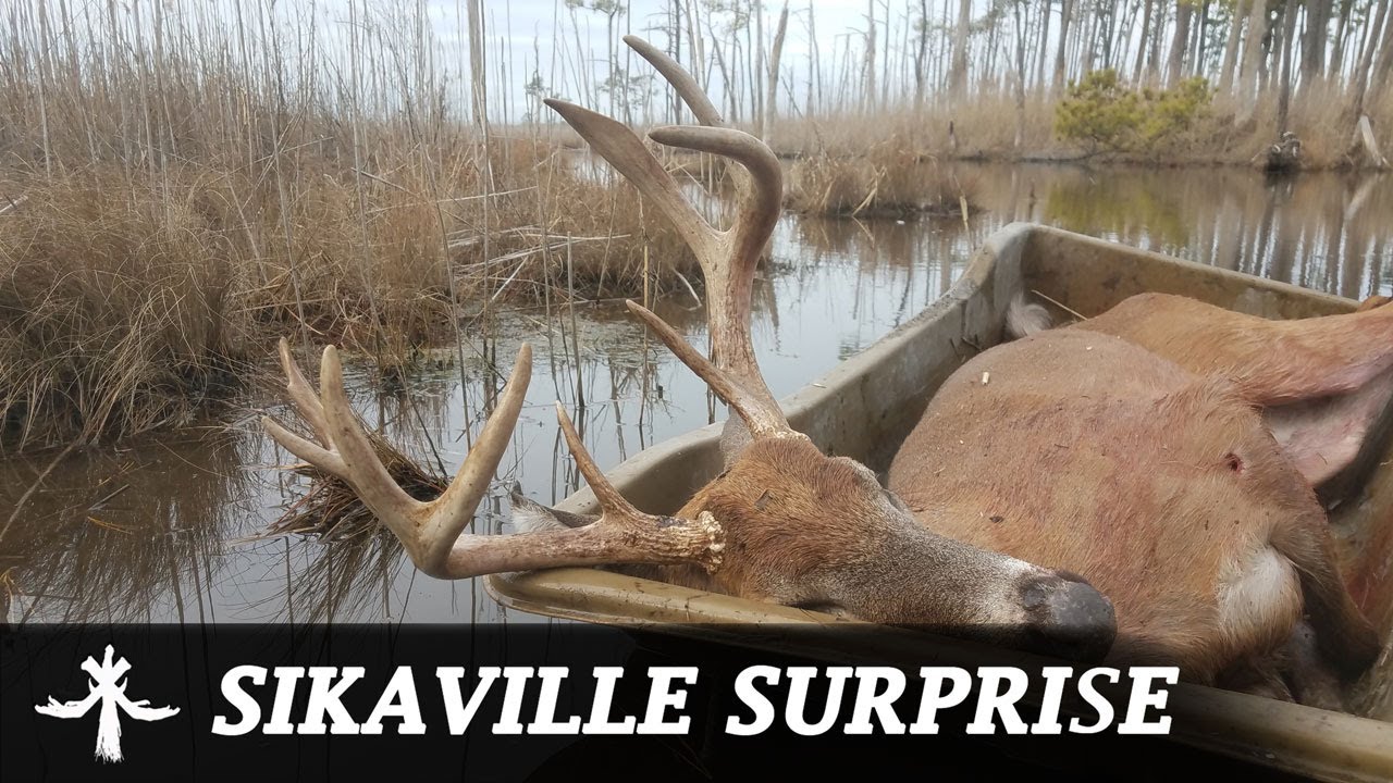 MD SIKA DEER HUNTING SURPRISED BY A MARSH WHITETAIL BUCK YouTube