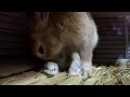 「ここから出せ!出しやがれ!!」と暴れる、うさぎ(だいだい) 132日目