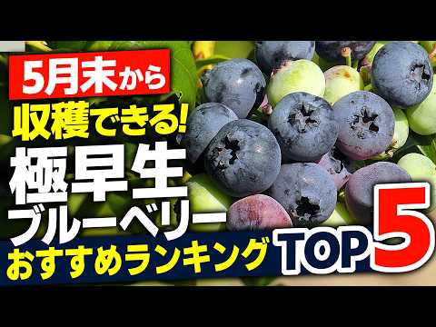 Fastest Harvest] Top 5 Early-Ripening Blueberries Available for