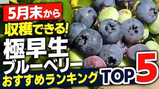 【最速】5月末から収穫できる極早生ブルーベリーランキングTOP5