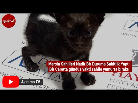 Poşet içerisinde ölüme terk edilen yavru kediyi çocuklar fark etti