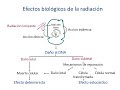 Radioterapia