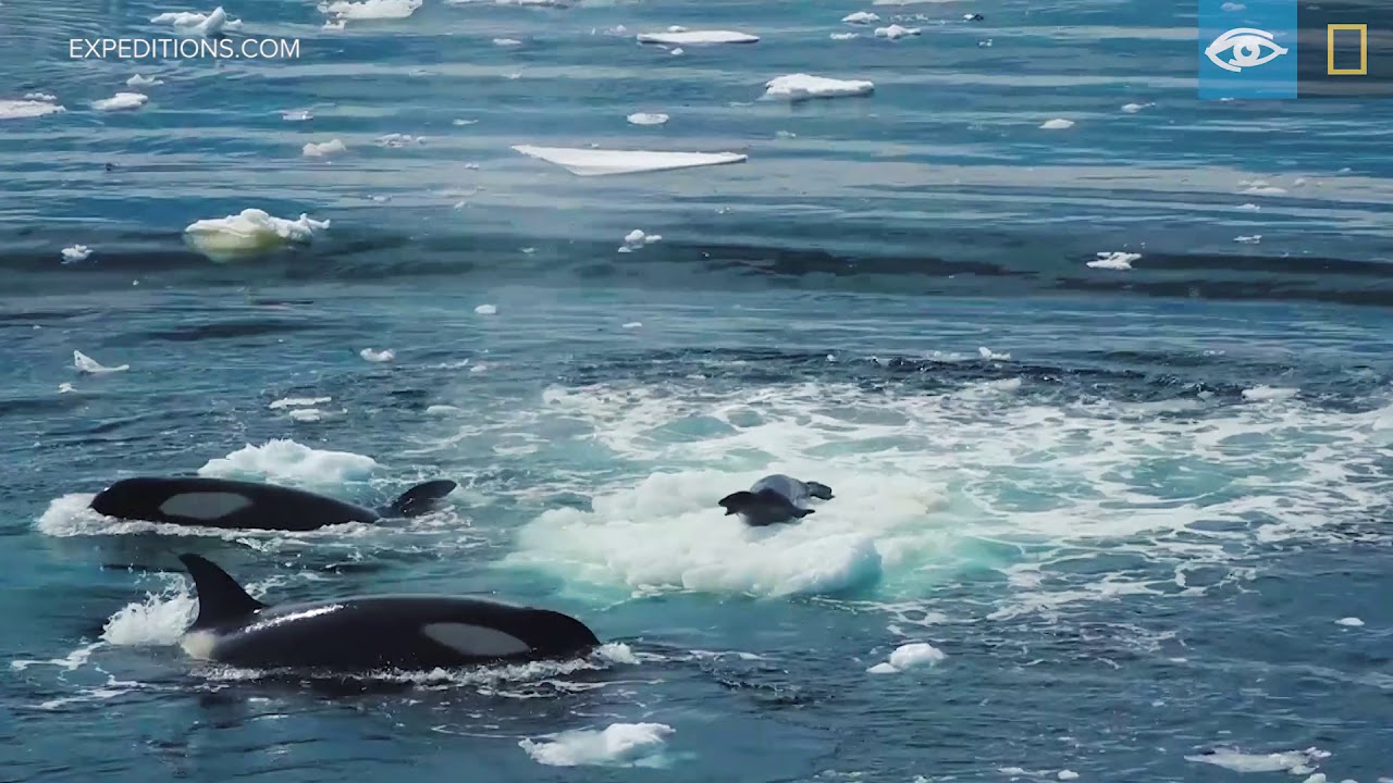 orca hunting seals