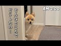 夜中に愛犬の様子がおかしくなりました…