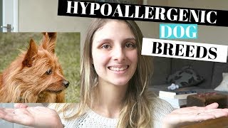 BEST HYPOALLERGENIC DOG BREEDS - 5 BREEDS THAT ARE GREAT FOR FAMILIES by I.and.A 1,525 views 6 years ago 3 minutes, 38 seconds