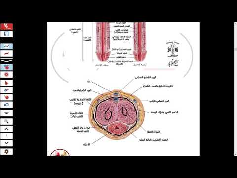 الجهاز التناسلي الذكري 1