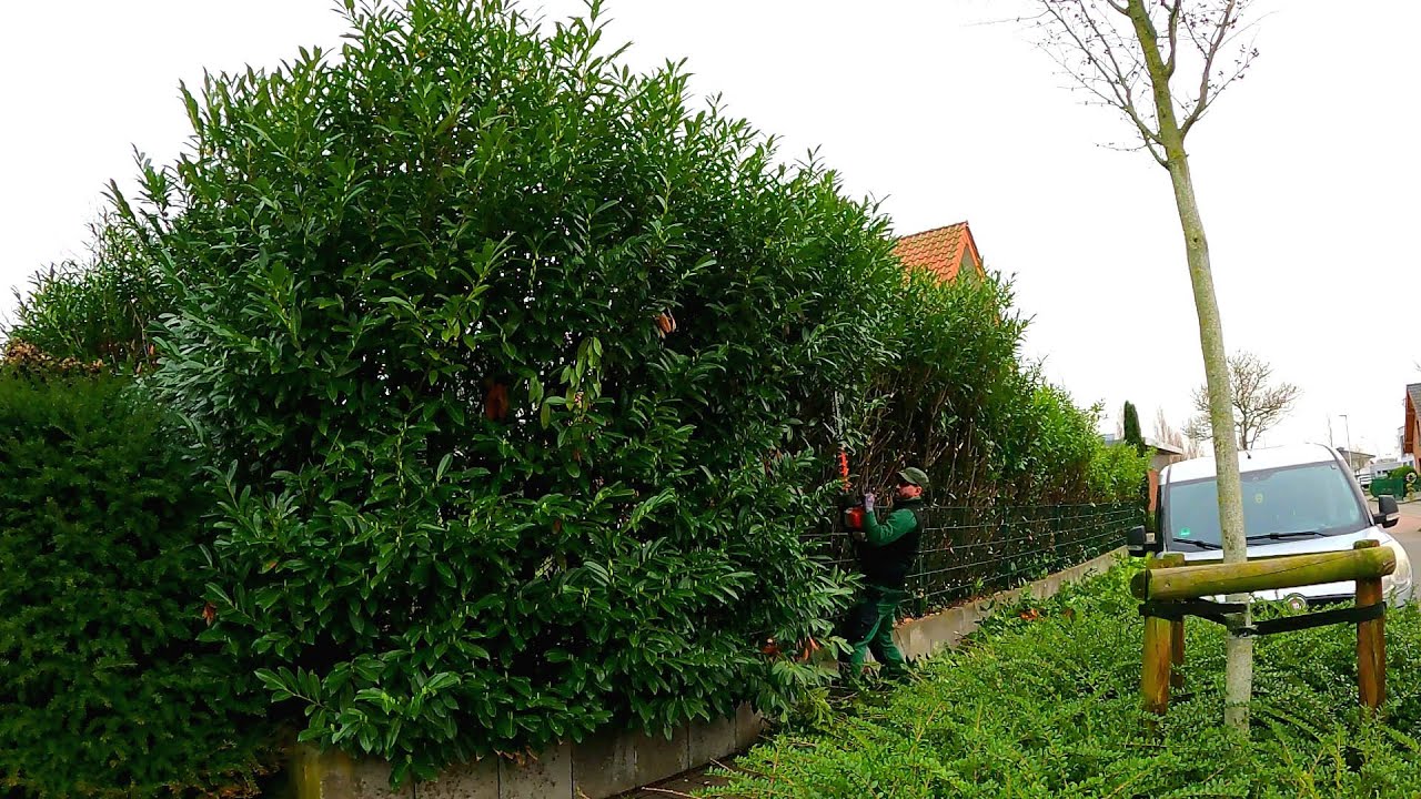 ⁣The Homeowner RECEIVED A WARNING and asked me to cut his OVERGROWN laurel hedge down IMMEDIATELY