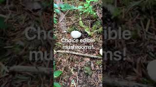 Hedgehog Or Sweet Tooth Mushroom - Hydnum Repandum Mushroom Hunting In Washington