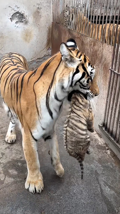 Why she picked up her baby 😳🐯 #shorts