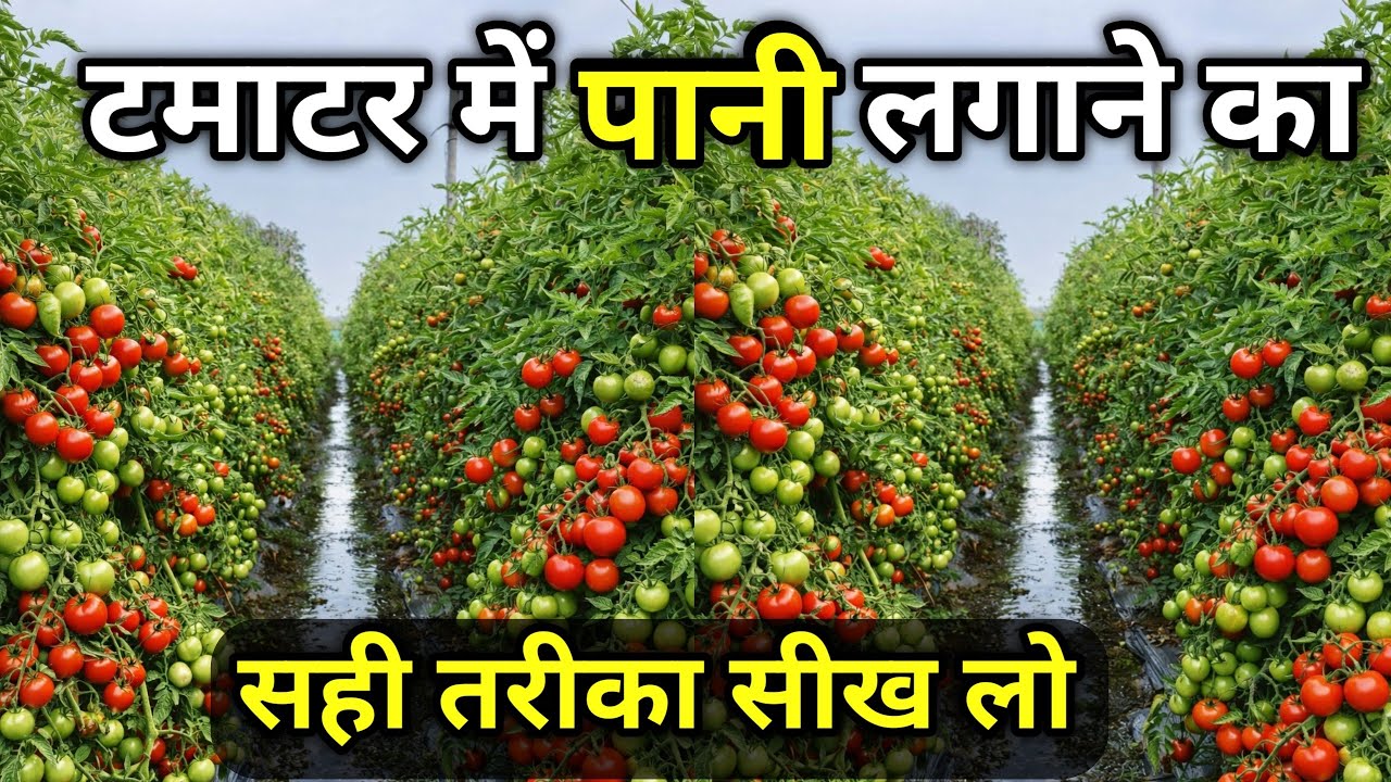 टमाटर की खेती में पानी कब और कितना दें | टमाटर में सिंचाई का सही तरीका Tomato Irrigation Full Guide