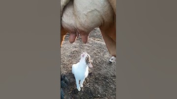 Cat Thirsts For Fresh Cow Milk || ViralHog