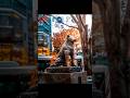 Tokyo's Famous Dog: Hachiko #youtubeshorts #shortsvideo