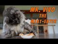 Maine Coon cat ViVo | The meat eater.
