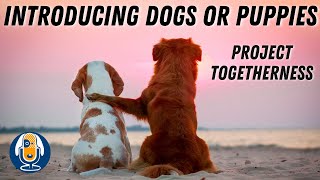 Preventing Dog Aggression: Introducing Dogs or Puppies with Project Togetherness #72