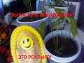 Вырастить манго дома - это реально!