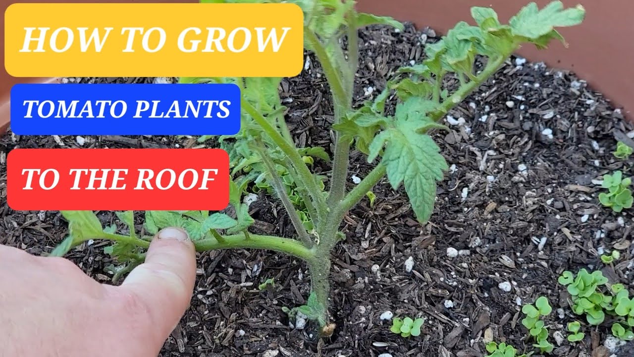 How To Grow Huge Tomato Plants Do This Now So You Will Have Enough Tomatoes For Entire Neighborhood!