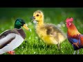 Duck Story|Duckling|Ugly Duck|Animal Sound|Farm Animal|Aninal Name|  sound Elephant sound,Hen sound