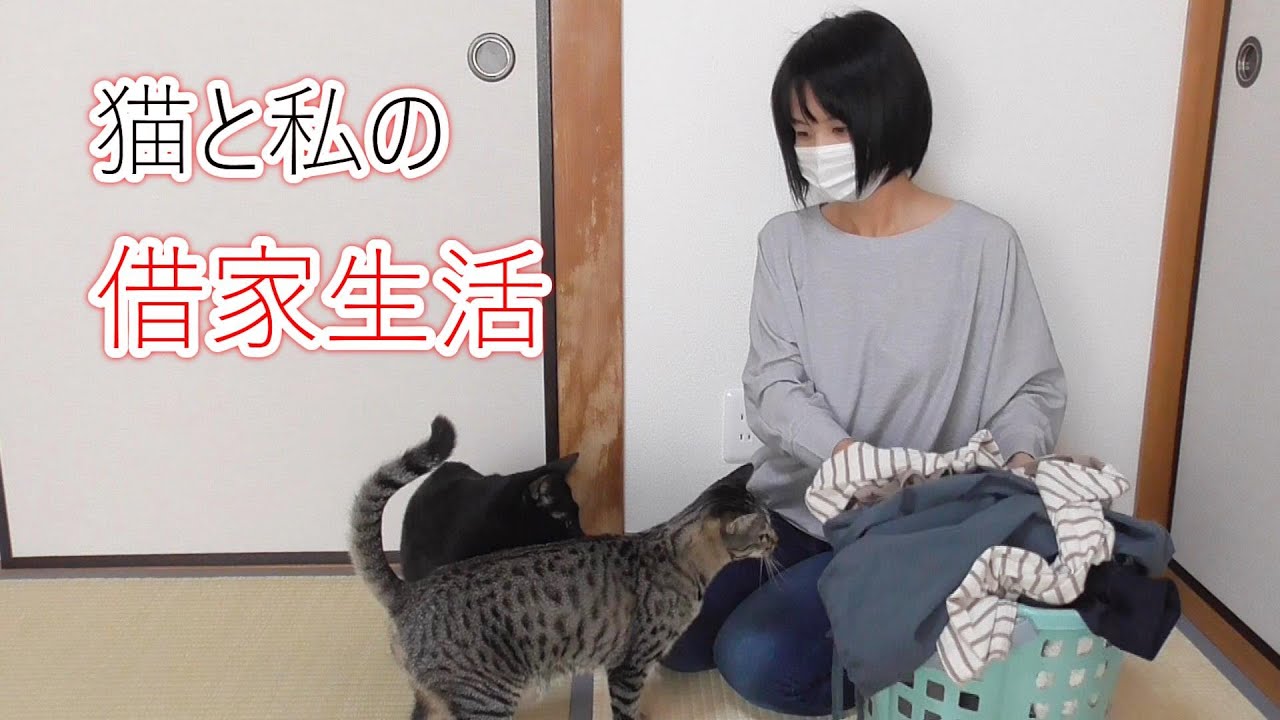 猫と私の借家生活/秋雨の中の釣りと靴下